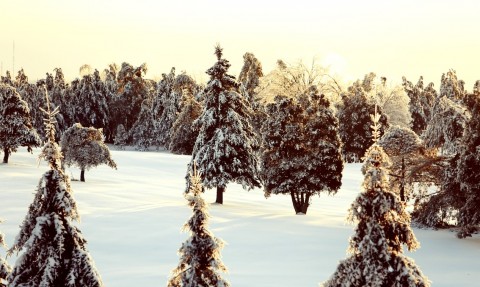 quebec-snow-nature