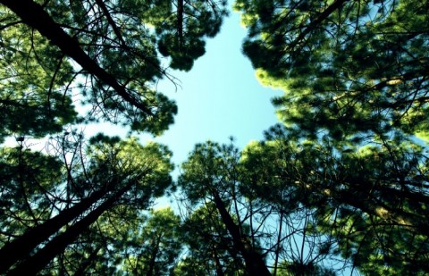 trees-sky-forest-mikewilson
